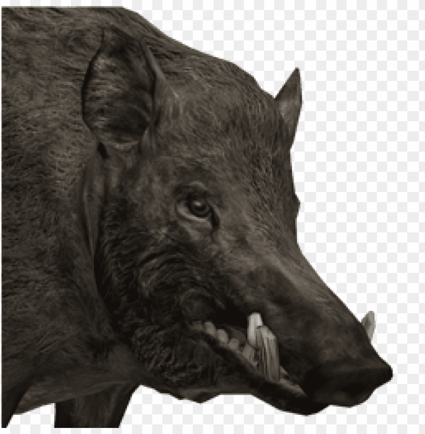 Free download | HD PNG realistic boar head png | TOPpng