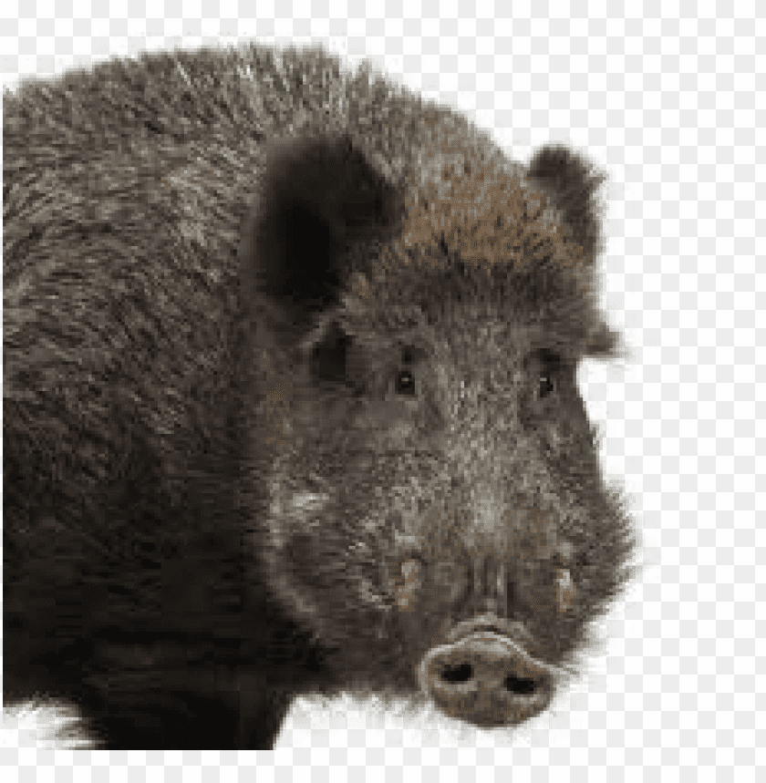 Free download | HD PNG boar close up png | TOPpng