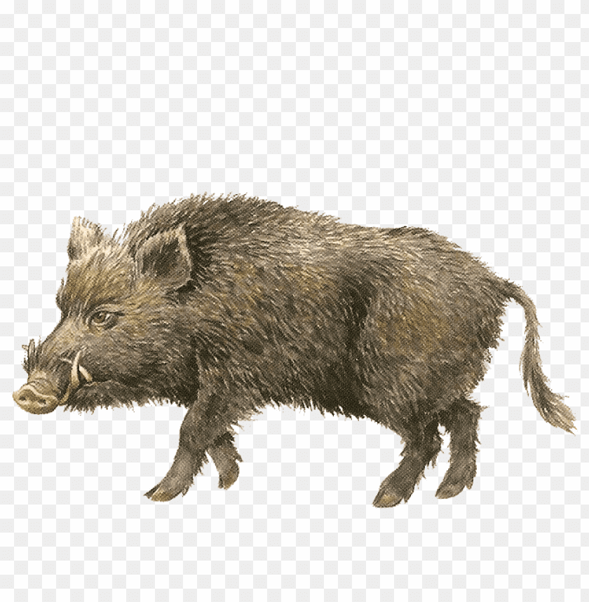 Free download | HD PNG old wild boar png | TOPpng