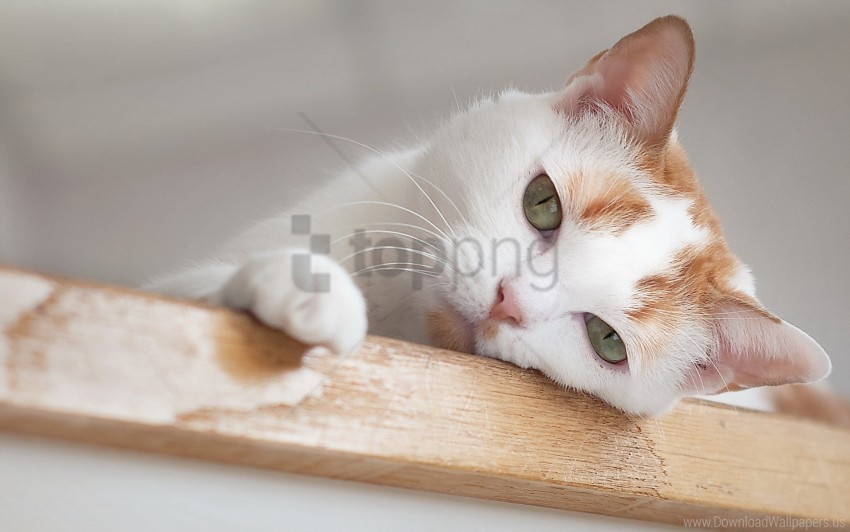 Free download | HD PNG boring cat eyes face wallpaper background best ...