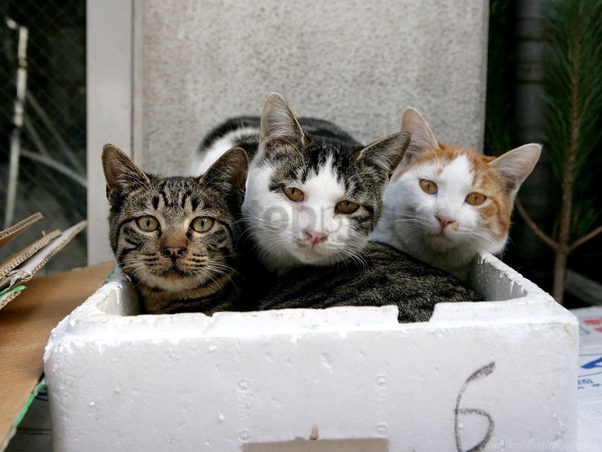 Free download | HD PNG box cats old sitting wallpaper background best ...