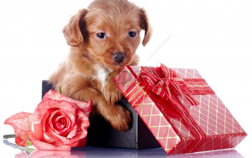 dog as a gift