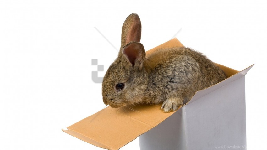 Free download | HD PNG box rabbit small wallpaper background best stock ...