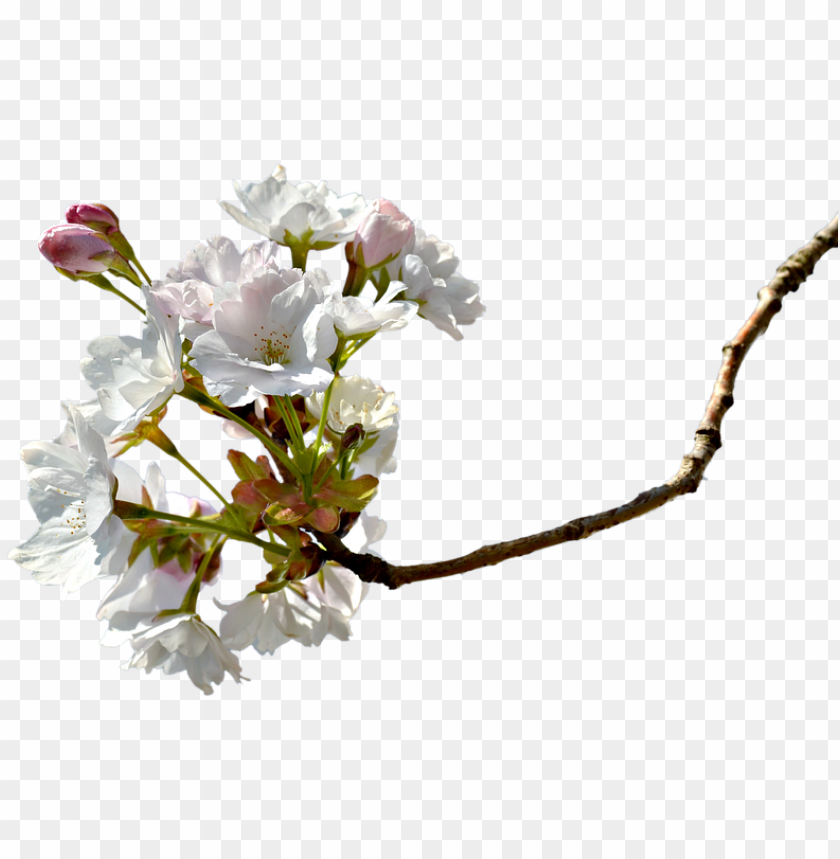 Free download | HD PNG branch cherry blossom cherry tree cherry branche ...