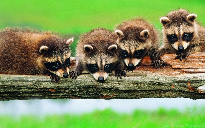 Raccoons PNG & clipart images | TOPpng