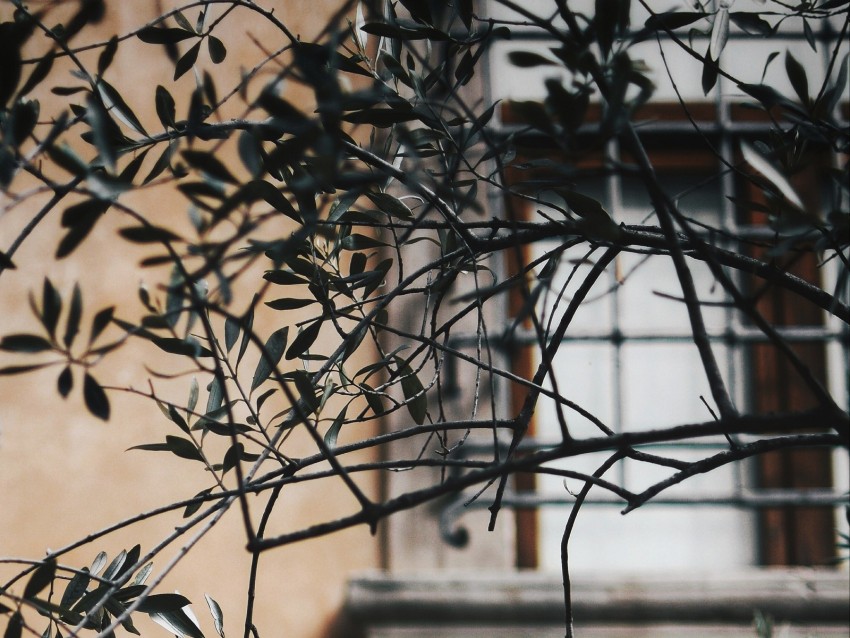 Free download | HD PNG branch leaves window wall lattice 4k wallpaper ...