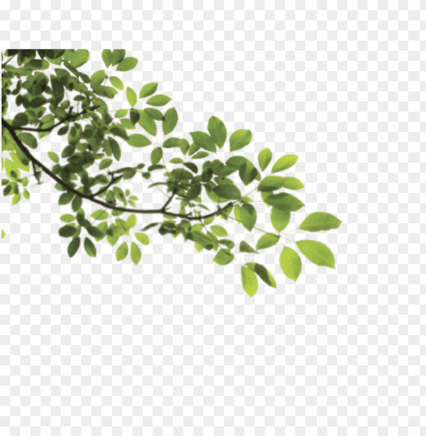 Free download HD PNG branch png png tree branch PNG transparent with