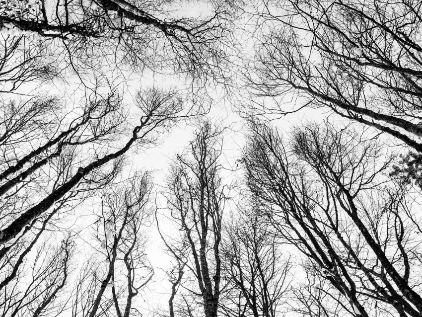 Free download | HD PNG branches trees bw bottom view autumn 4k ...