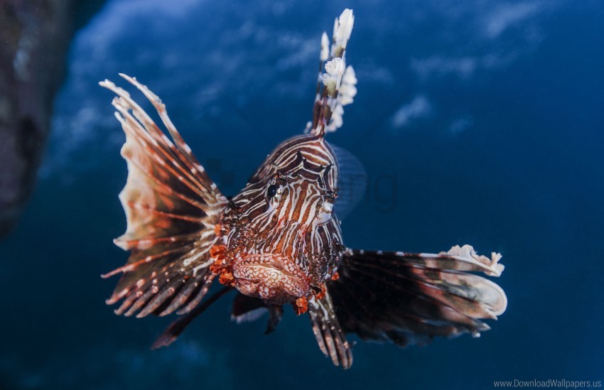 Free download HD PNG broadbarred firefish lionfish striped lionfish