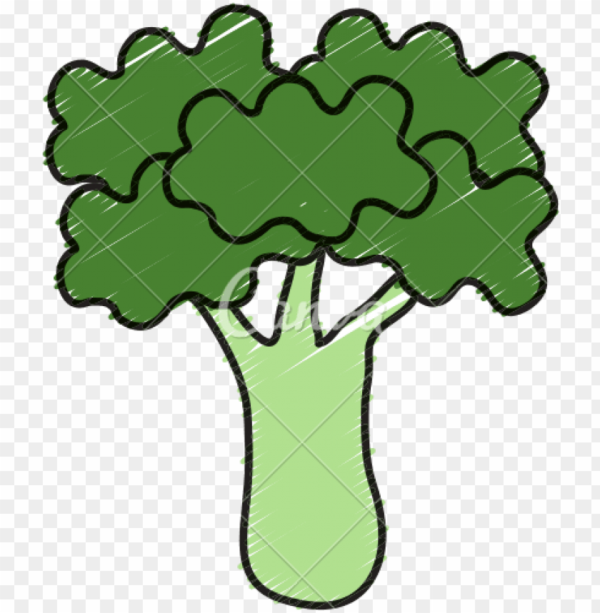 broccoli fresh vegetable icon icons by canva vegetable png free png images toppng toppng