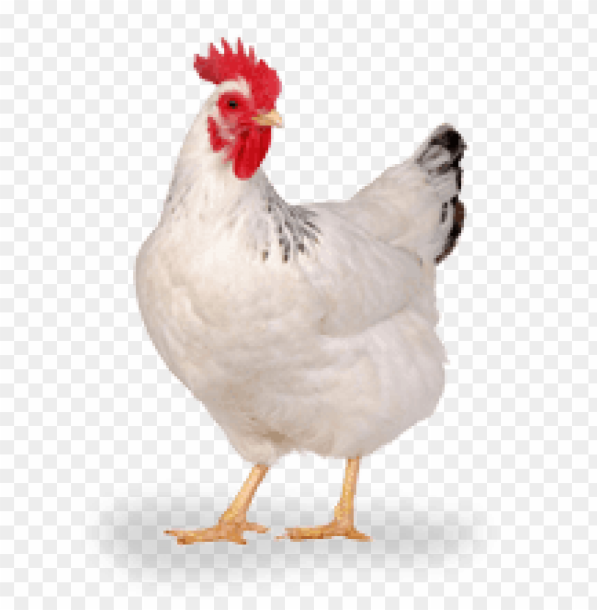 Download broiler chicken png png Free PNG Images TOPpng