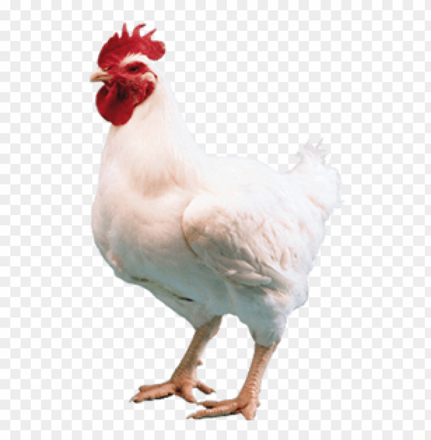 broiler chicken png png image with transparent background toppng toppng