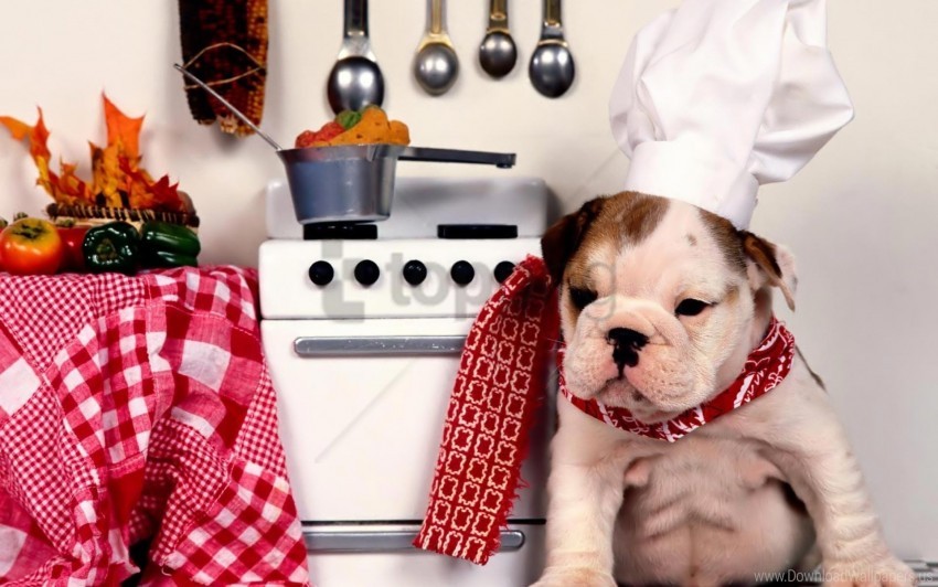 Free download | HD PNG bulldog chef dog food hat kitchen plate ...