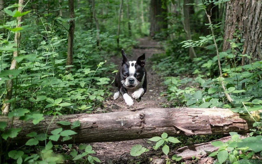 Free download | HD PNG bulldog dog jump run wallpaper background best ...