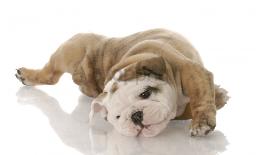 Free download | HD PNG bulldog playful pupp y lying wallpaper ...