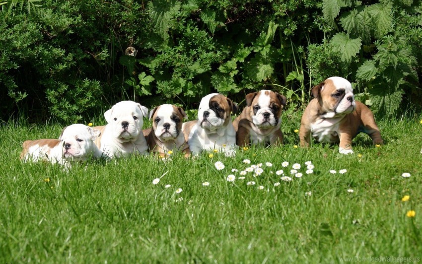 Free download | HD PNG bulldogs dogs grass set wallpaper background ...