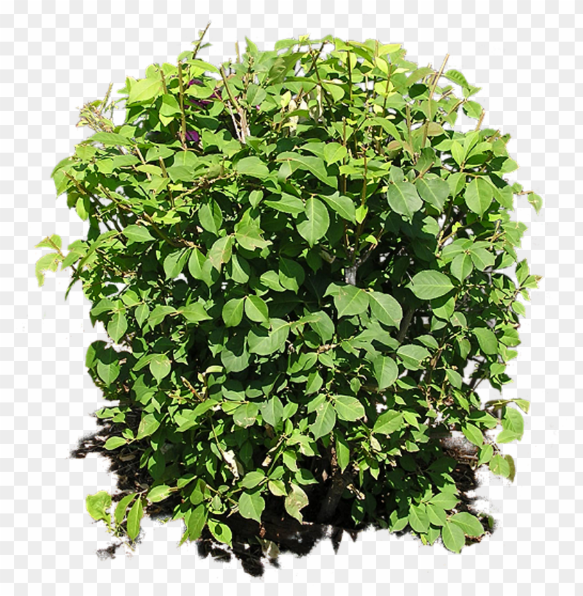 Download Bush Png Free Png Images Toppng