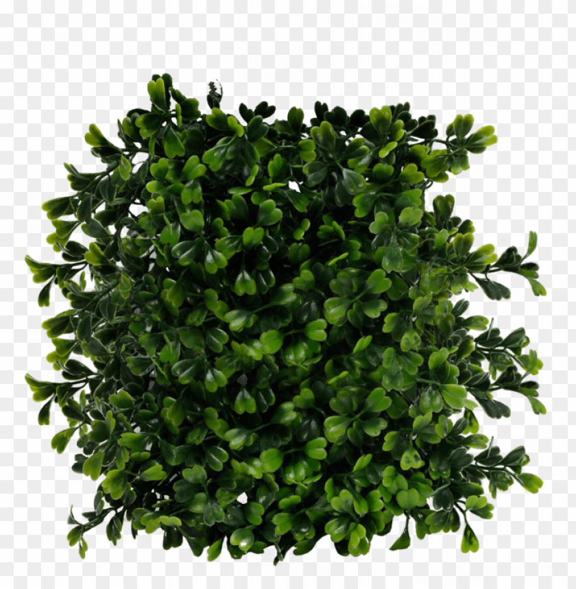 Free download | HD PNG bush png image bush top view PNG transparent ...