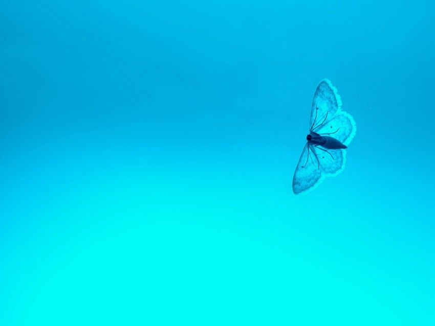 Free download | HD PNG butterfly blue background insect gradient 4k ...