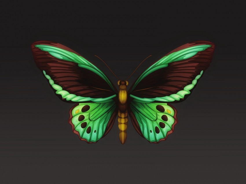 Free download HD PNG butterfly patterns wings insect 4k wallpaper