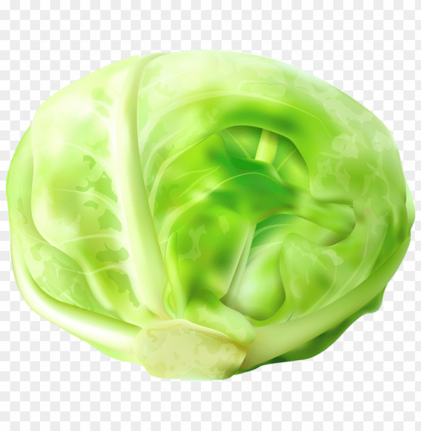 Free download | HD PNG Transparent cabbage free PNG background - Image ...