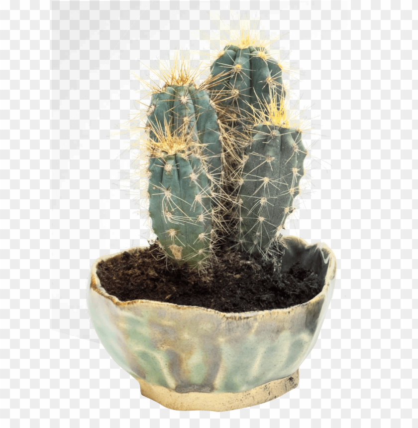 Free download | HD PNG potted decorative cactus transparent clipart png ...