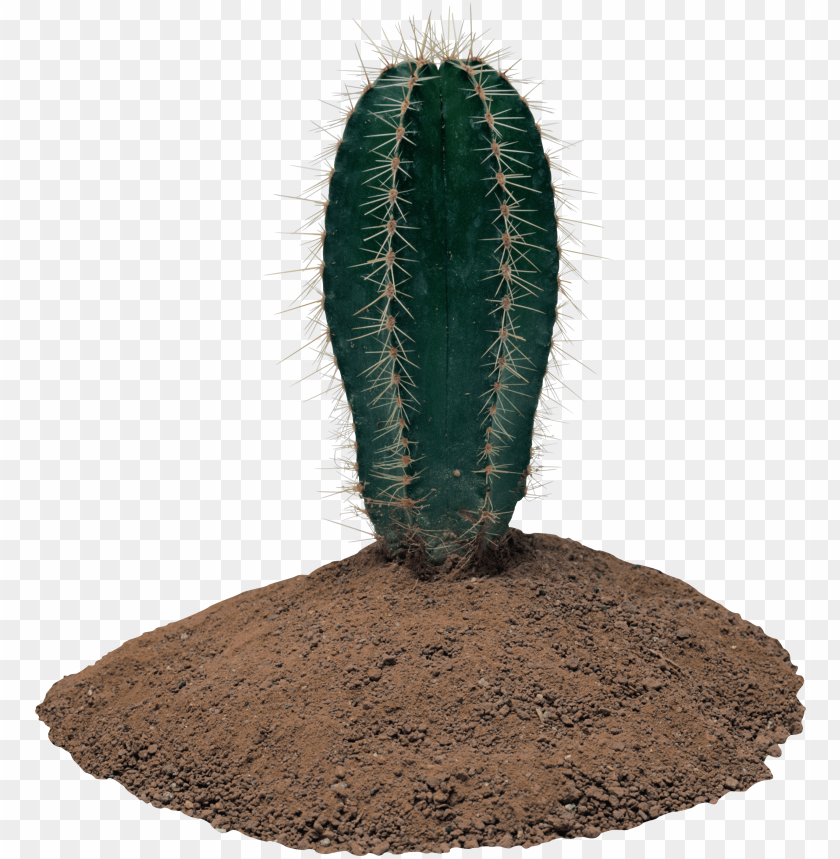 Free download | HD PNG short round cactus in soil transparent clipart ...