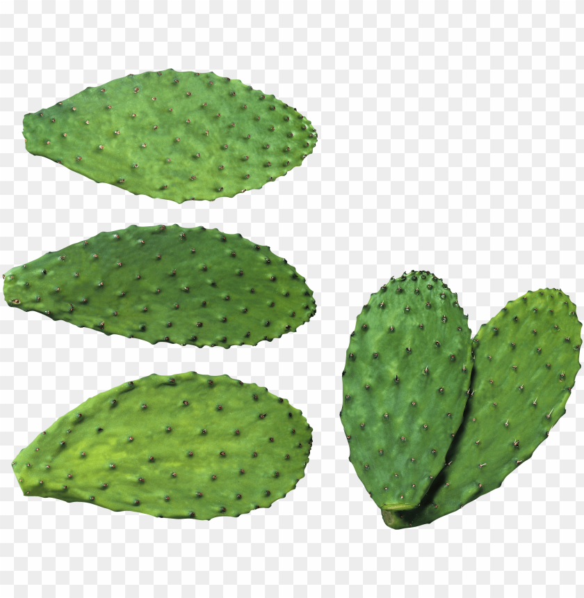 Free download | HD PNG green cactus pads illustration transparent ...