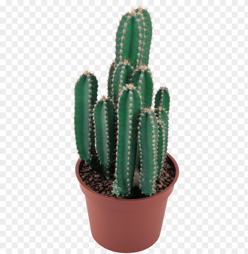 Free download | HD PNG potted cactus vector transparent clipart png ...