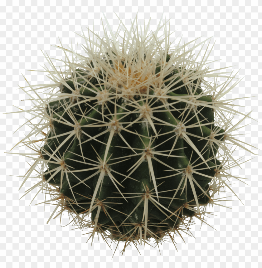 Free download | HD PNG barrel cactus with spikes transparent clipart ...