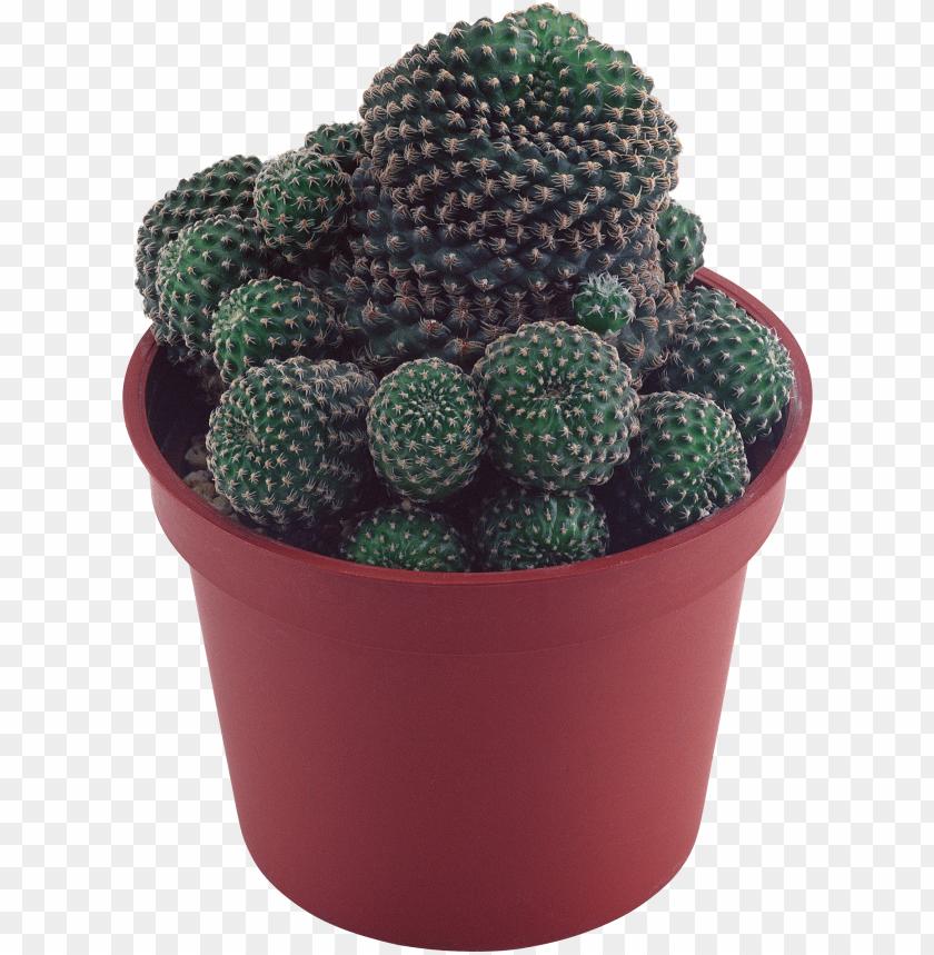 Free download | HD PNG potted round cactus illustration transparent ...