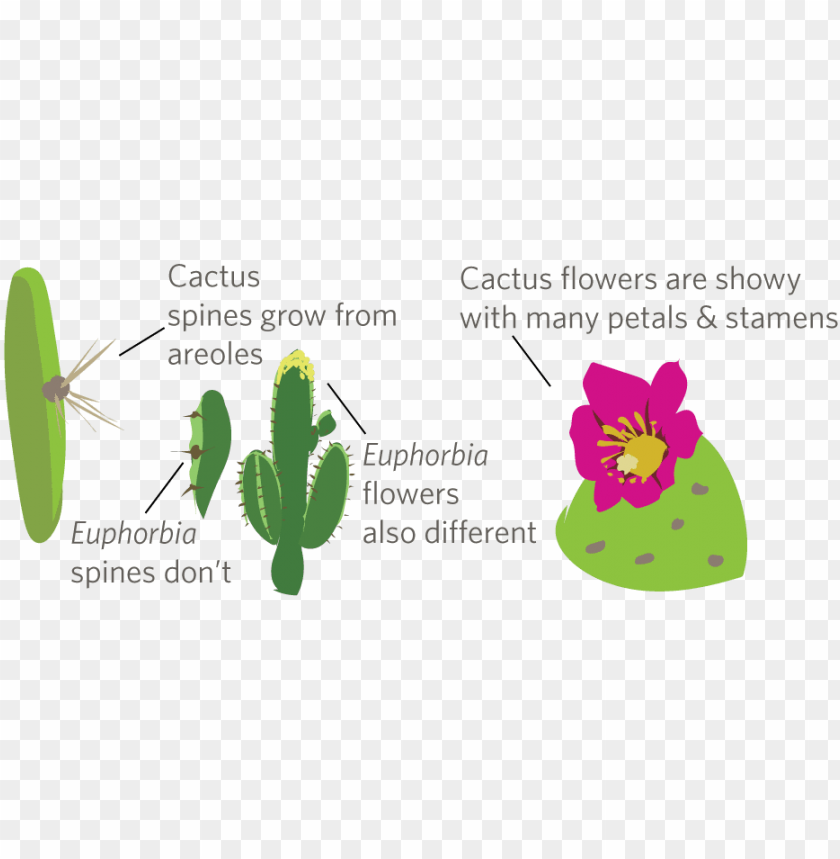 Free download | HD PNG cactus PNG transparent with Clear Background ID ...