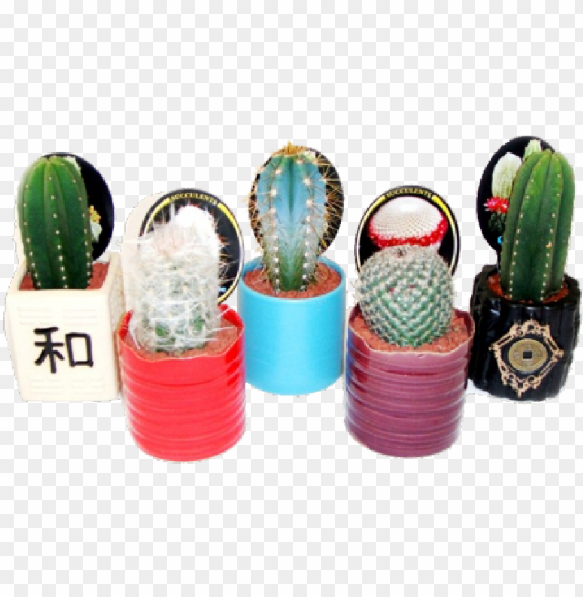 Free download | HD PNG cactus PNG transparent with Clear Background ID ...