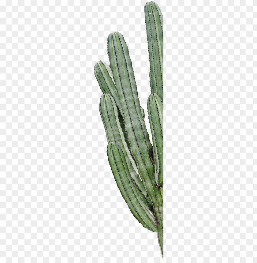 Free download | HD PNG cactus PNG transparent with Clear Background ID ...