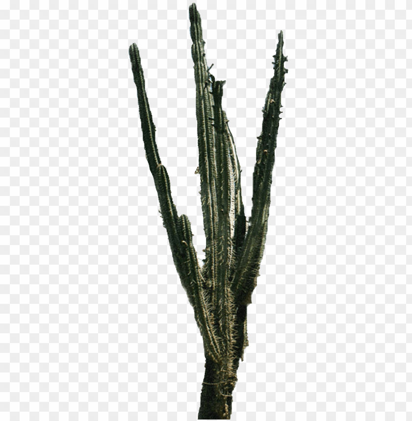 Free download | HD PNG PNG image of tall green cactus png with a clear ...