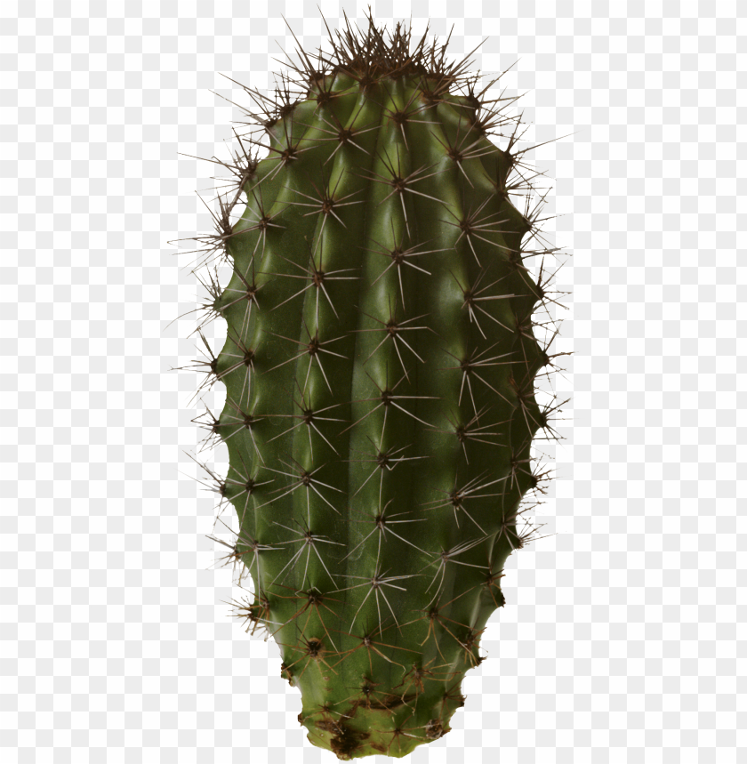 Free download | HD PNG Download cactus png images background | TOPpng