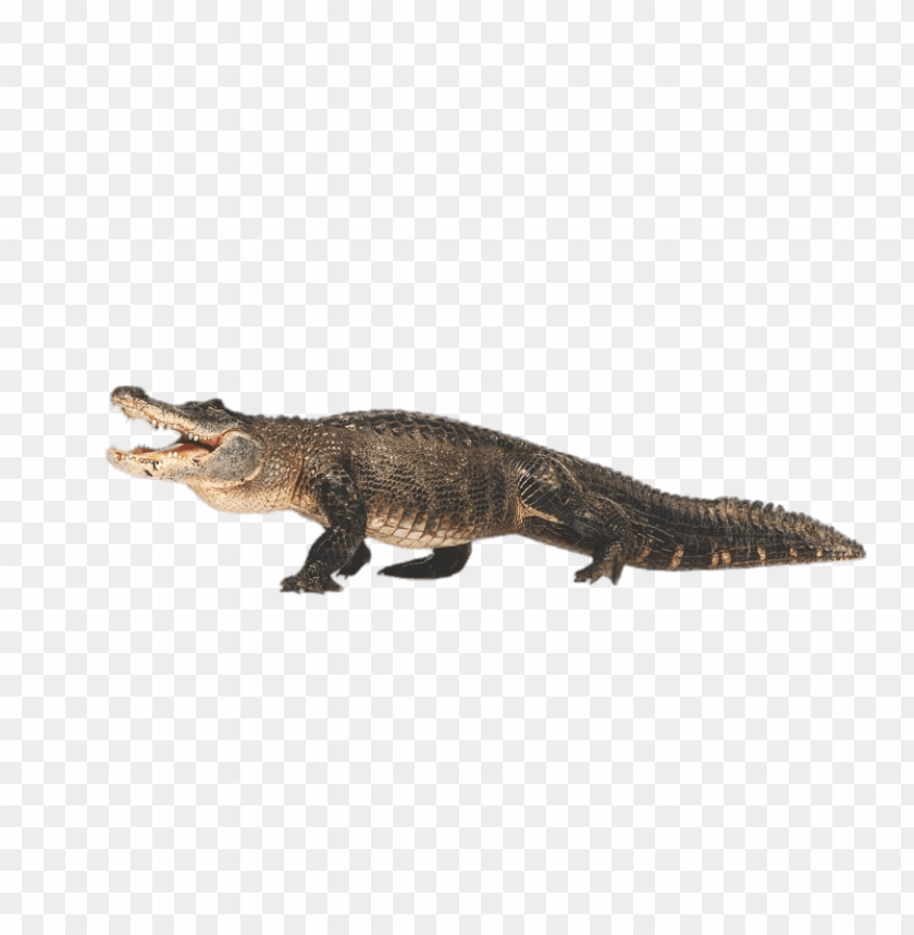 Free download | HD PNG caiman full body | TOPpng