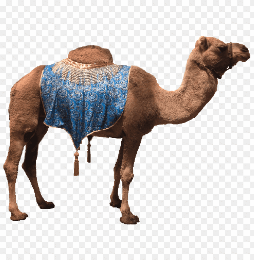 Free download | HD PNG decorated camel with blanket png | TOPpng