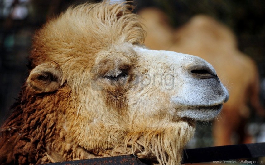 Free download | HD PNG camel hair head wallpaper background best stock