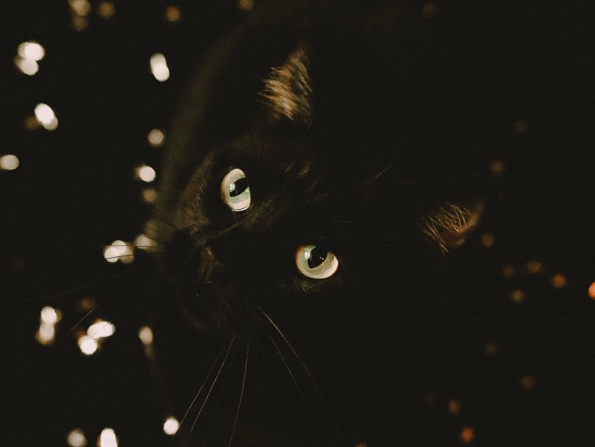Free download | HD PNG cat black glance pet animal 4k wallpaper | TOPpng