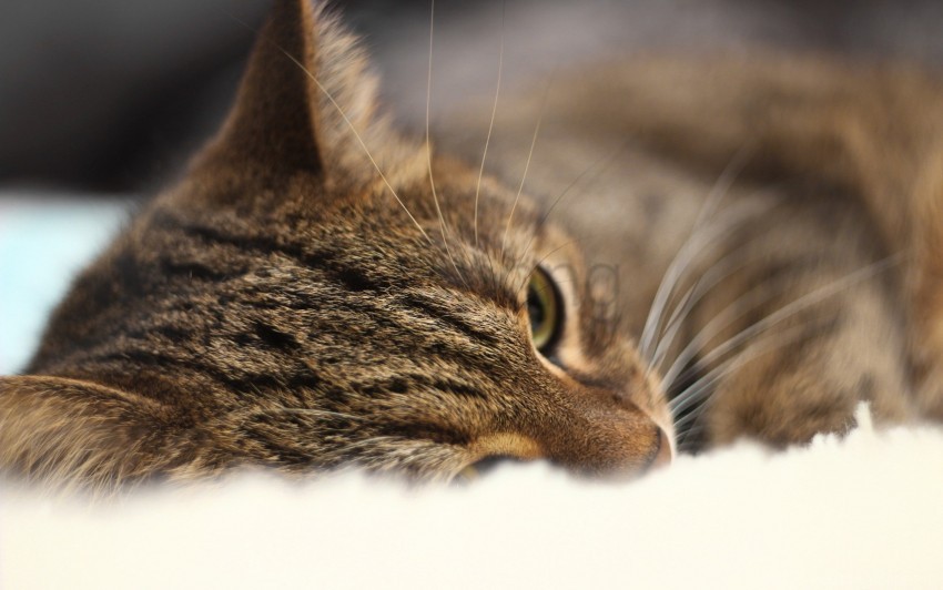 Free download | HD PNG cat close up dream eyes muzzle wallpaper ...