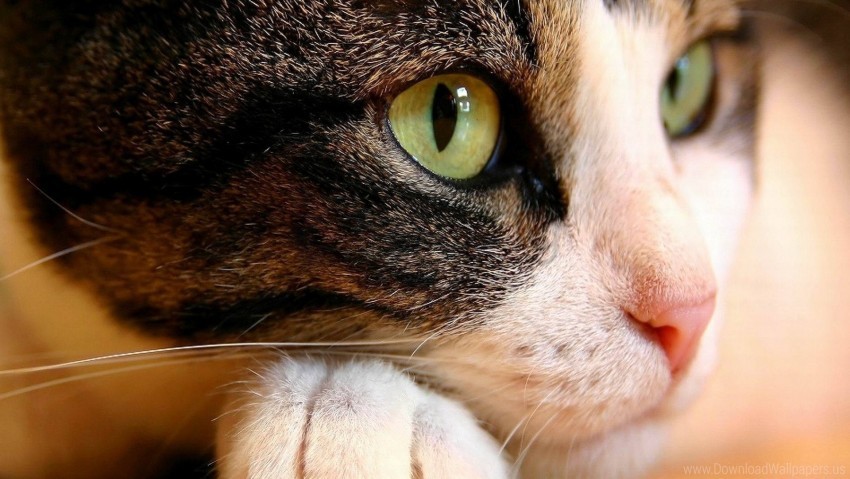 Free download | HD PNG cat close up eyes muzzle wallpaper background ...