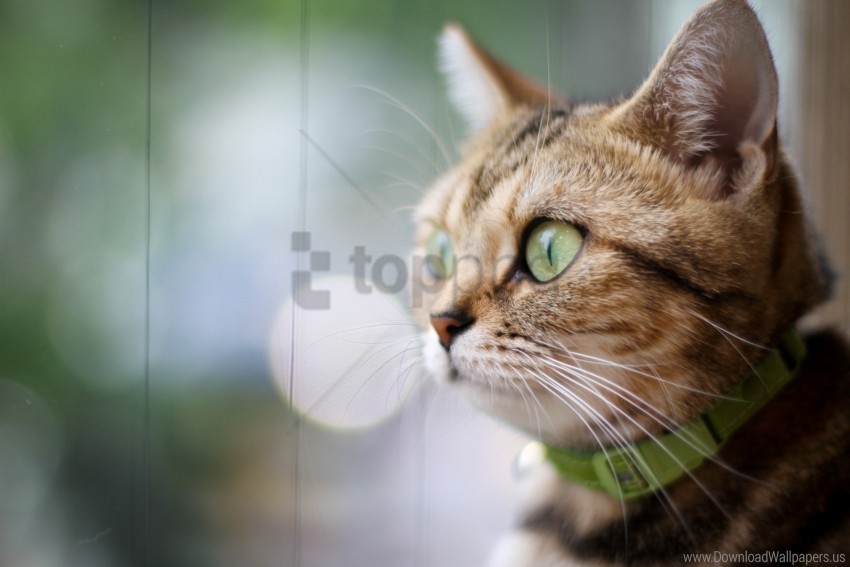 Free download | HD PNG cat collar eyes face wallpaper background best ...