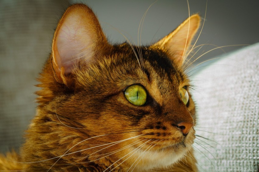 Free download | HD PNG cat eyes face green eyes wallpaper background ...