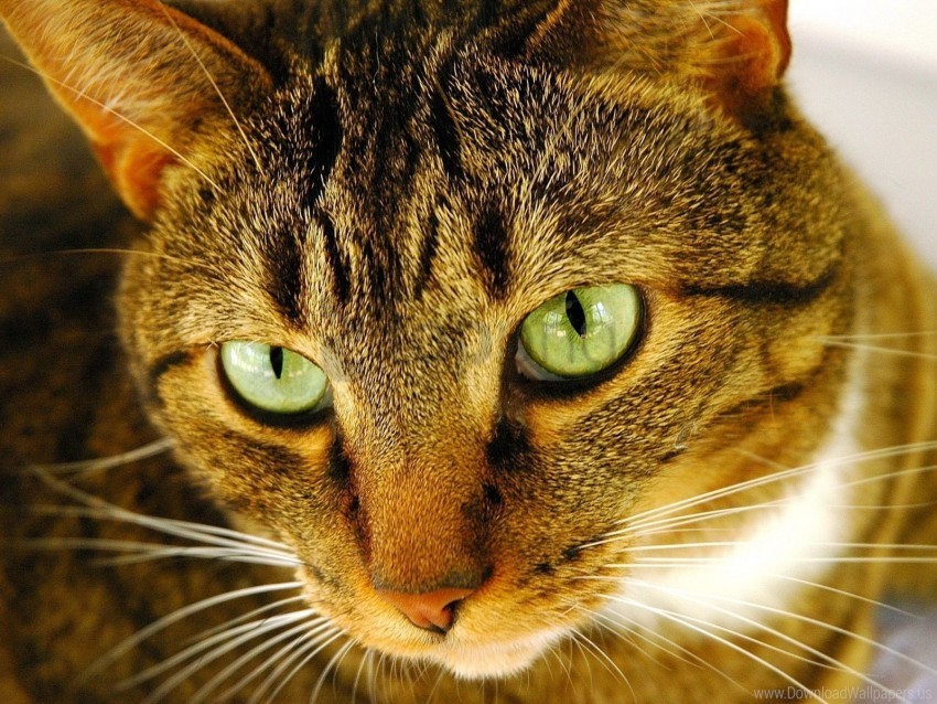 Free download | HD PNG cat eyes muzzle striped wallpaper background ...
