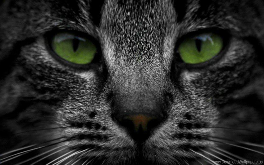 Free download | HD PNG cat eyes muzzle tabby wallpaper background best ...