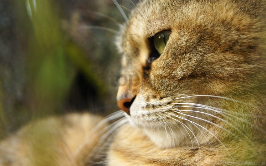 Free download | HD PNG cat eyes muzzle wallpaper background best stock ...