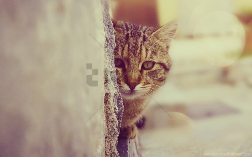 Free download | HD PNG cat face look out wallpaper background best ...