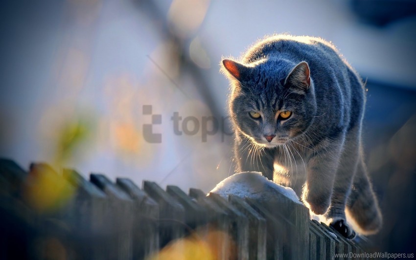 Free download | HD PNG cat fence look sunlight walk wallpaper ...