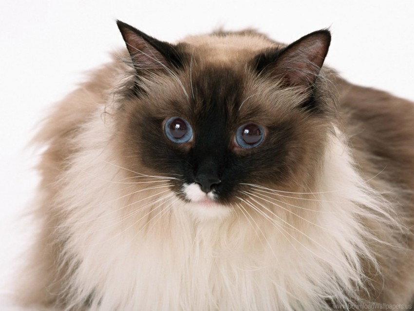 Free download | HD PNG cat fluffy look muzzle wallpaper background best ...